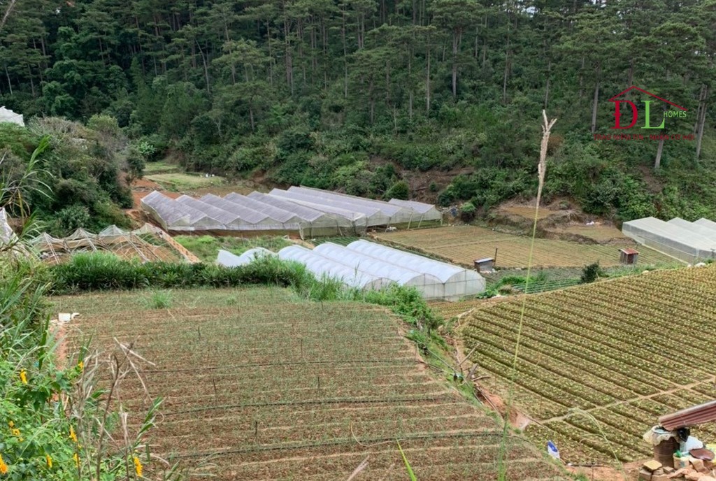 HẠ GIÁ Bán đất Kim Thạch phường 7 Đà Lạt 2262m2 thích hợp đầu tư trang trại