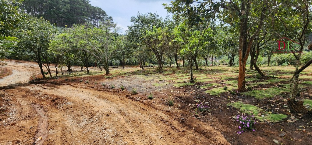 Bán đất xã Trạm Hành Cầu Đất Đà Lạt 1248m2 thích hợp đầu tư