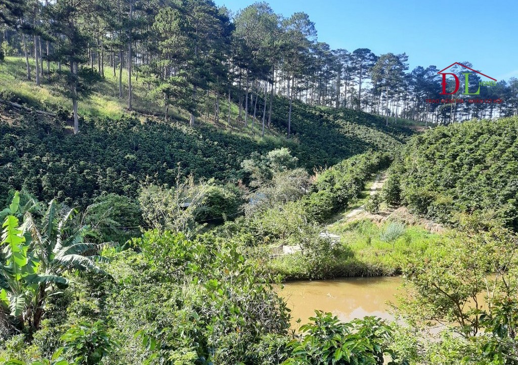 Bán đất Xuân Thọ Đà Lạt 23183m2 view thung lũng