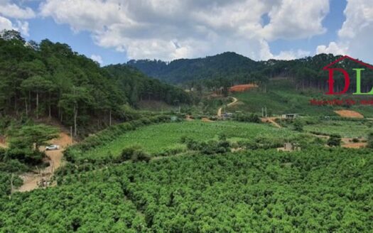 Bán đất xã Đạ Sar huyện Lạc Dương thích hợp đầu tư lâu dài