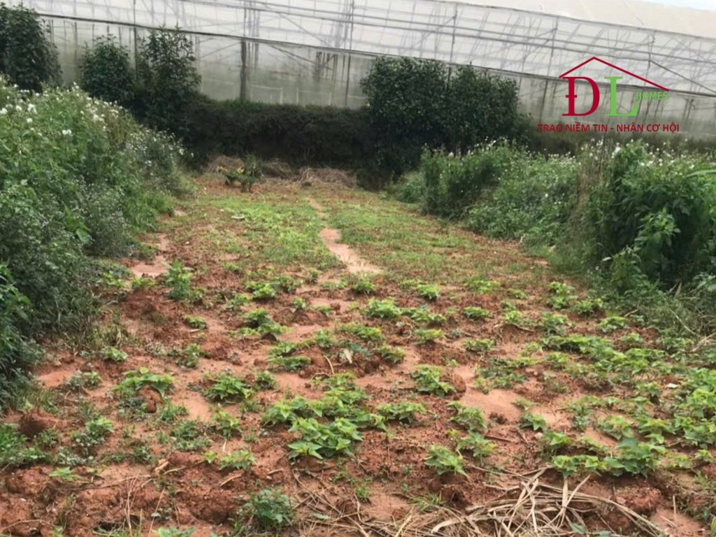 Bán đất Nguyên Tử Lực P8 Đà Lạt thích hợp đầu tư sinh lời