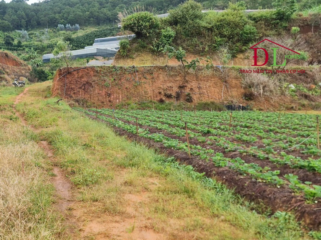 Bán đất Lương Định Của phường 11 Đà Lạt thích hợp kinh doanh farm