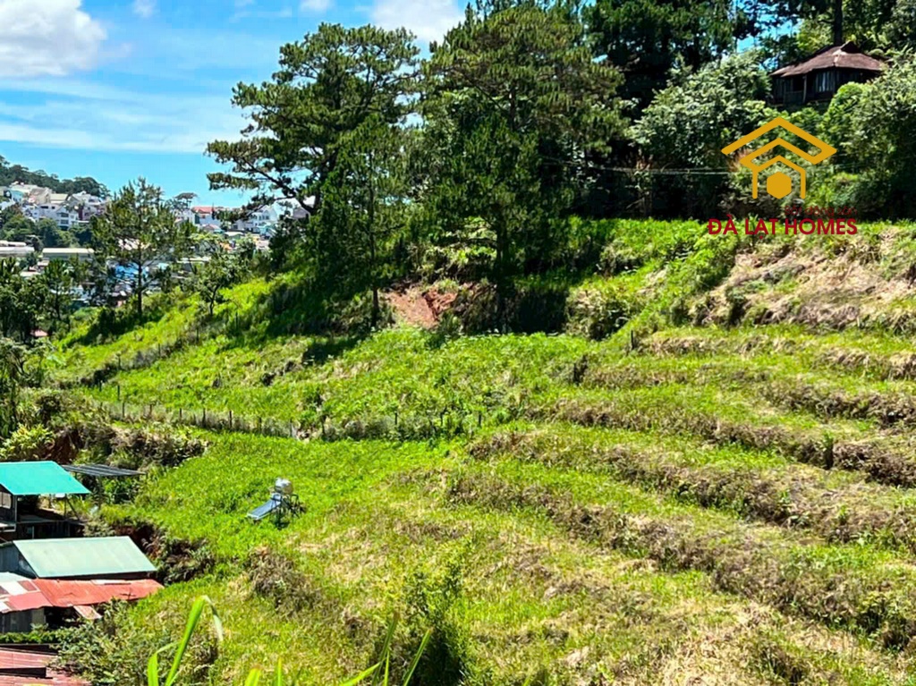Bán đất Đống Đa trung tâm Đà Lạt, view thông không che chắn